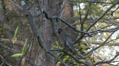 Preening Robin Stock Footage 112939