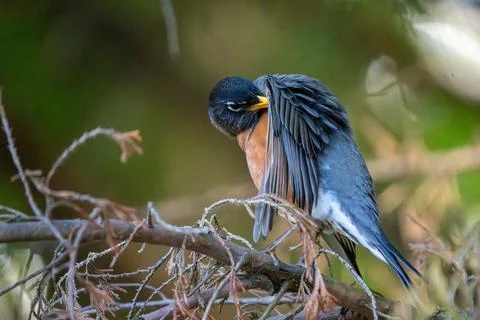 Preening Robin in Spring Stock Photos