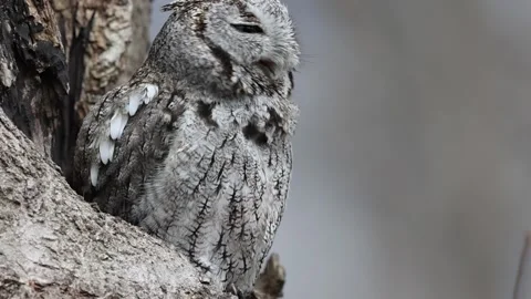 Preening screech owl Stock Footage 233818999