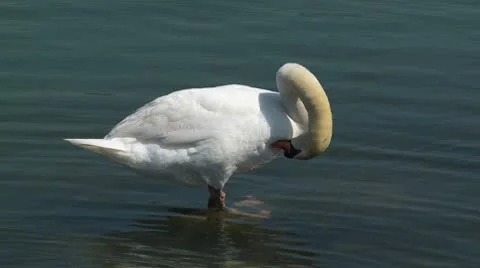 Preening Swan HD Stock Footage 10608274