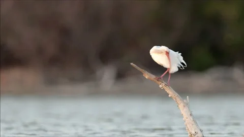 Preening White Ibis Stock Footage 202769574