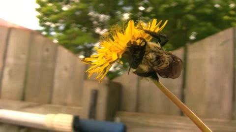 PreeningBee 001 库存影片 10884982