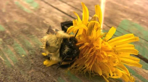 PreeningBee 002 库存影片 10884469