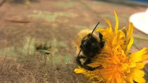 PreeningBee 003 库存影片 10884491