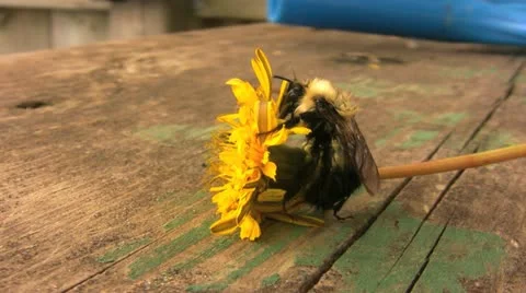 PreeningBee 004 库存影片 10885066