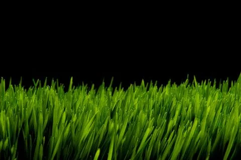 Prefect green grass side view at night Stock Photos