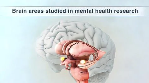 Prefrontal Cortex Stock Illustration