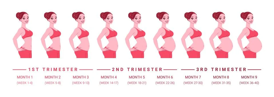 Pregnancy development by months. Isolated vector illustration. Stock Illustration