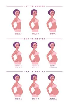 Pregnancy development by months. Isolated vector illustration. Stock Illustration