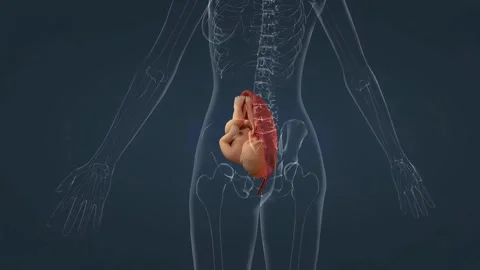 Pregnancy Stock Footage 269200415