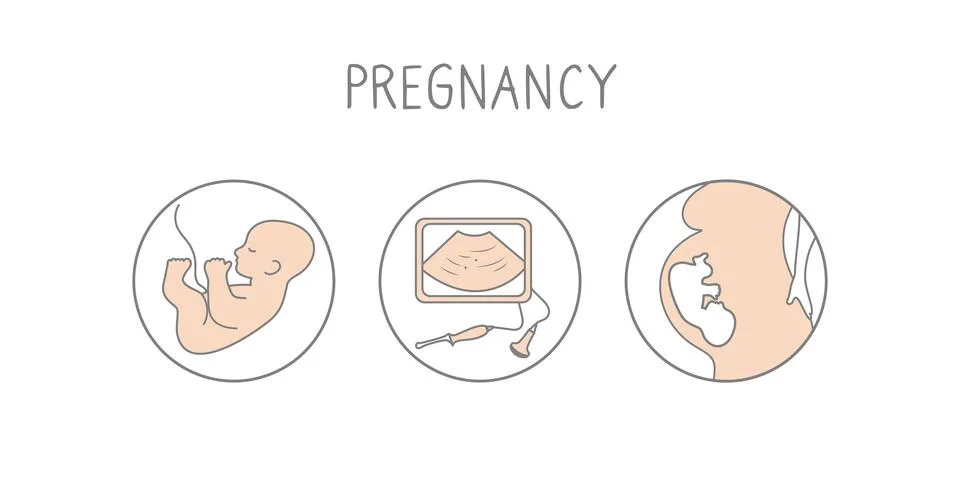 Pregnancy icon set. Linear simple illustration fertilization and childbirth Stock Illustration