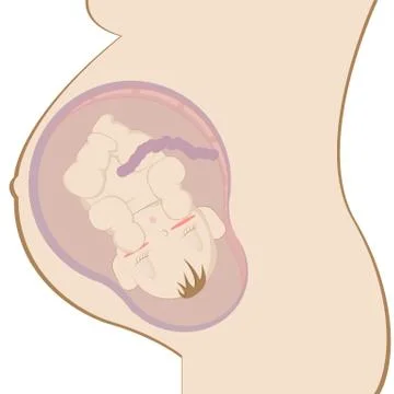 Pregnancy Stock Illustration