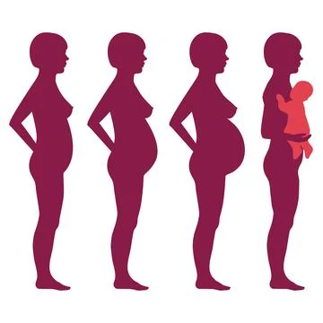 Pregnancy stages Stock Illustration