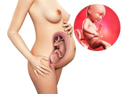 Pregnancy - week 34; artwork Illustrazione stock