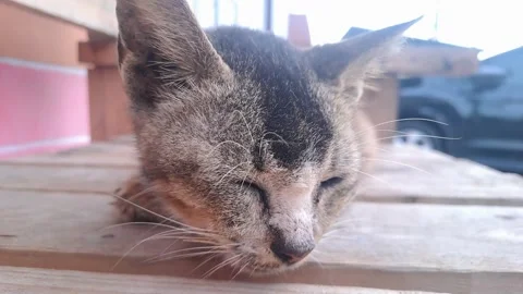 A pregnant cat Stock Footage 295364529
