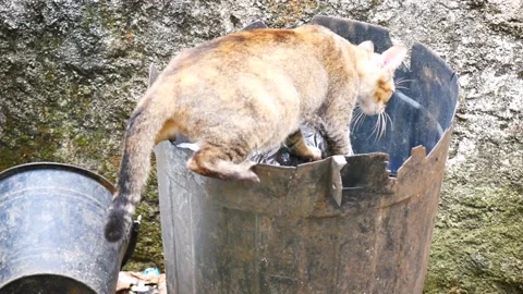 Pregnant cat is looking for food in the trash Stockbeeldmateriaal 218431653