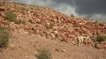 Pregnant dog pooped and ran away HD Footage