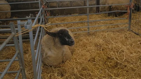 Pregnant ewe sheep rests while having contractions Stock Footage 78234286