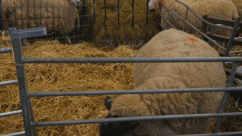 Pregnant ewe sheep rests while having contractions Stock Footage 78234648