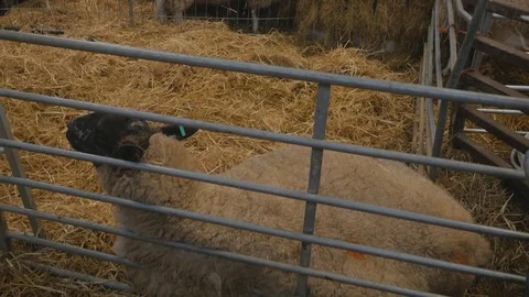 Pregnant ewe sheep rests while having contractions Stock Footage 78235027