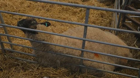 Pregnant ewe sheep rests while having contractions Stock Footage 78235625
