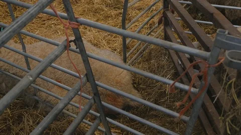 Pregnant ewe sheep rests while having contractions Stock Footage 78236259