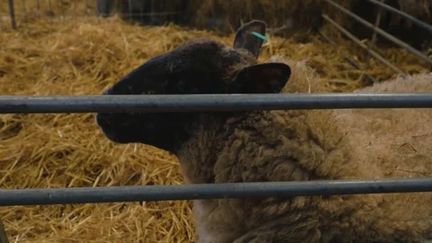 Pregnant ewe sheep rests while having contractions Stock Footage 78236753