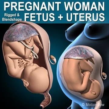 Pregnant, Fetus & Uterus 3D Model