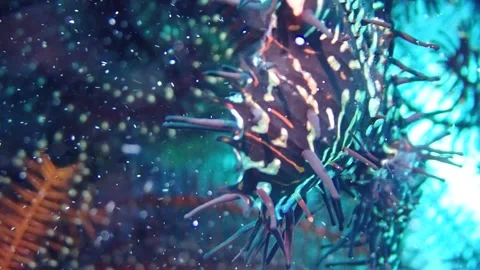 Pregnant ghost pipefish Stock Footage 263417371