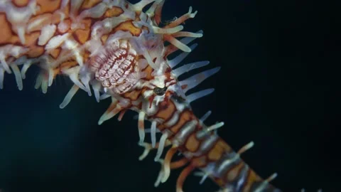 Pregnant Ghostpipefish. Stock Footage 155137193