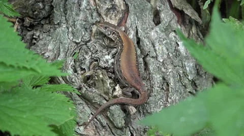 Pregnant lizard on trunk 스톡 동영상 60955580