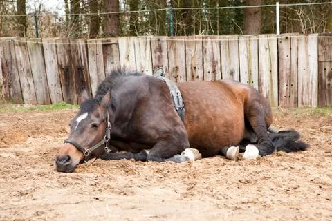 Pregnant mare Stock Photos