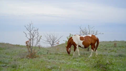 Pregnant Mare in Spring Evening Stock Footage 308172464