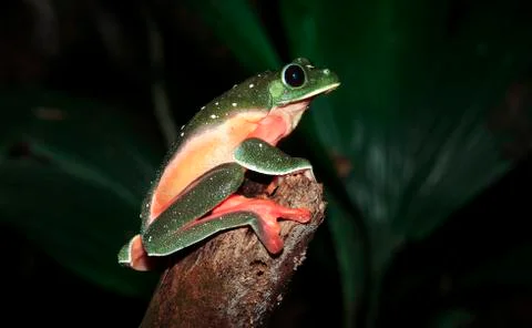 A pregnant Morelet's treefrog in Belize Stock Photos