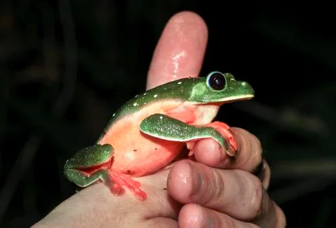 Pregnant Morelet's treefrog handled in Belize Stock Photos
