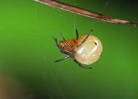 Pregnant Orange Spider on Web Isolated on Blurry Background Stock Photos