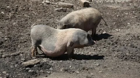 Pregnant pig. Stock Footage 11109836