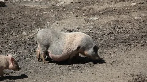 Pregnant pig. Stock-Footage 11110823