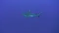 Pregnant shark swimming in deep water HD Footage