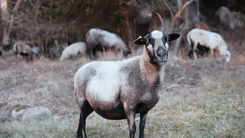Pregnant sheep Video stock 104186180