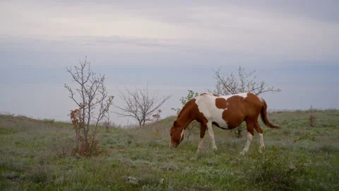 Pregnant spotted mare walking in spring field at dusk Video stock 309122547