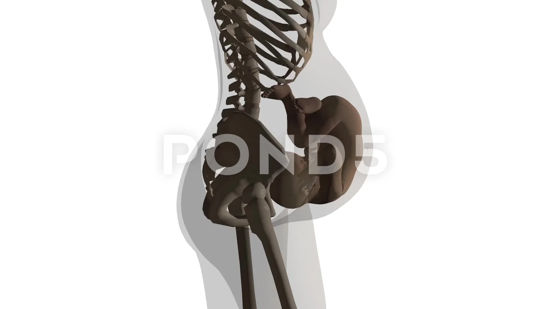 Pregnancy Cartoon  Pregnant cartoon, Human skull drawing