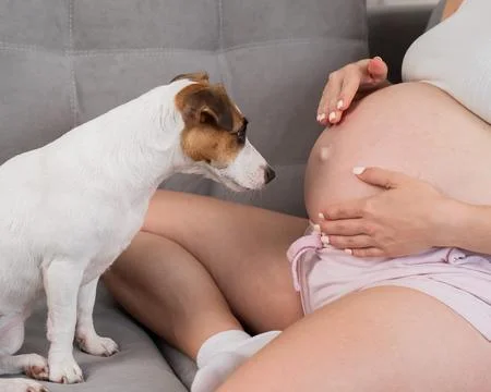 Pregnant woman is sitting on the sofa with her dog Jack Russell Terrier. Stock Photos