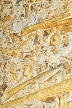 Prehistoric background Stock Photos