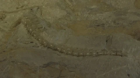 Prehistoric Dinosaur Bones Stuck in Wall of Bones Stock Footage 121590720