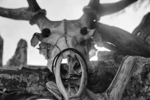 Prehistoric doorgate skull Stock Photos