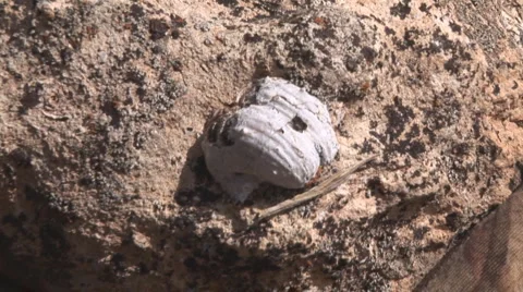 Prehistoric Fossil Shells Stock Footage 989269