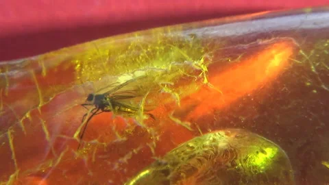 Prehistoric insect in amber stone, red, inclusion, backlight. 動画素材 254407960