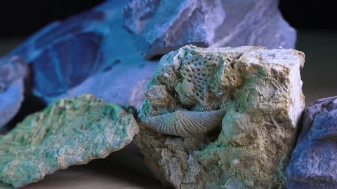 Prehistoric life forms,  MICRO VIEW of rotating primitive life forms Video stock 70180417