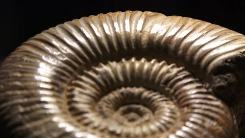 Prehistoric life forms rotating ammonite fossil shell Video stock 70797761